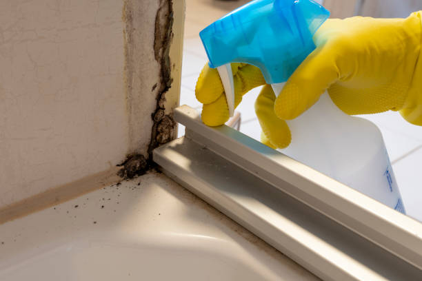 Best Certified Mold Removal  in Jasper, FL