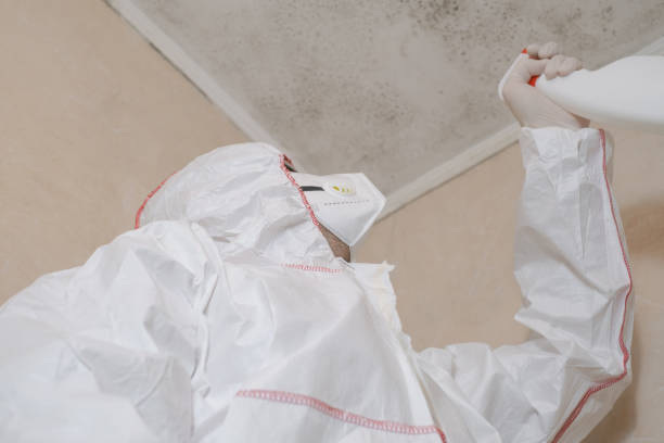 Best Attic Mold Removal  in Jasper, FL