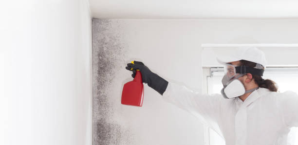 Best Professional Mold Removal  in Jasper, FL