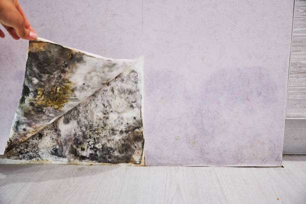 Trusted Jasper, FL Mold Removal Experts